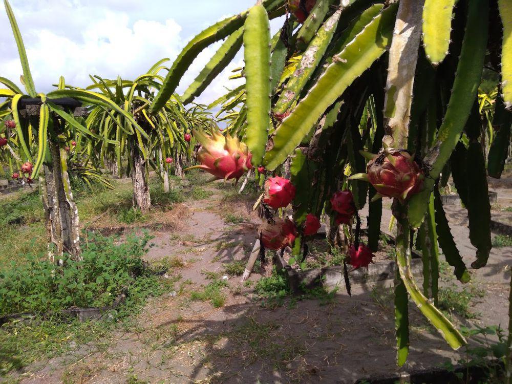 pohon naga yang sedang berbuah di wisata kebun buah naga wonoroto (google.com/Kasiyanta Deka)