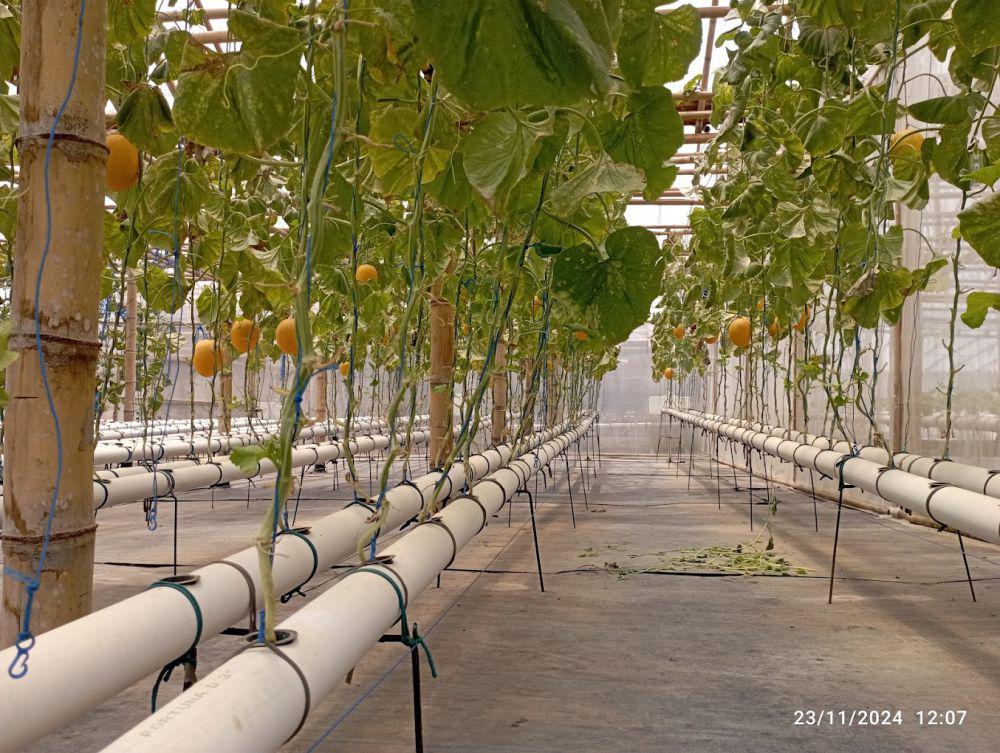 wisata petik melon hidroponik di MilarianFarm (google.com/MilarianFarm Wisata Petik Melon Hidroponik Terdekat)