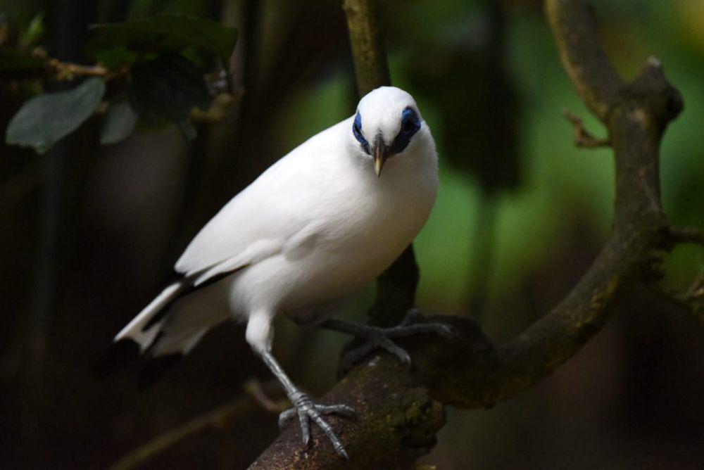 5 Penyakit Mematikan yang Berisiko Menyerang Burung Jalak Bali