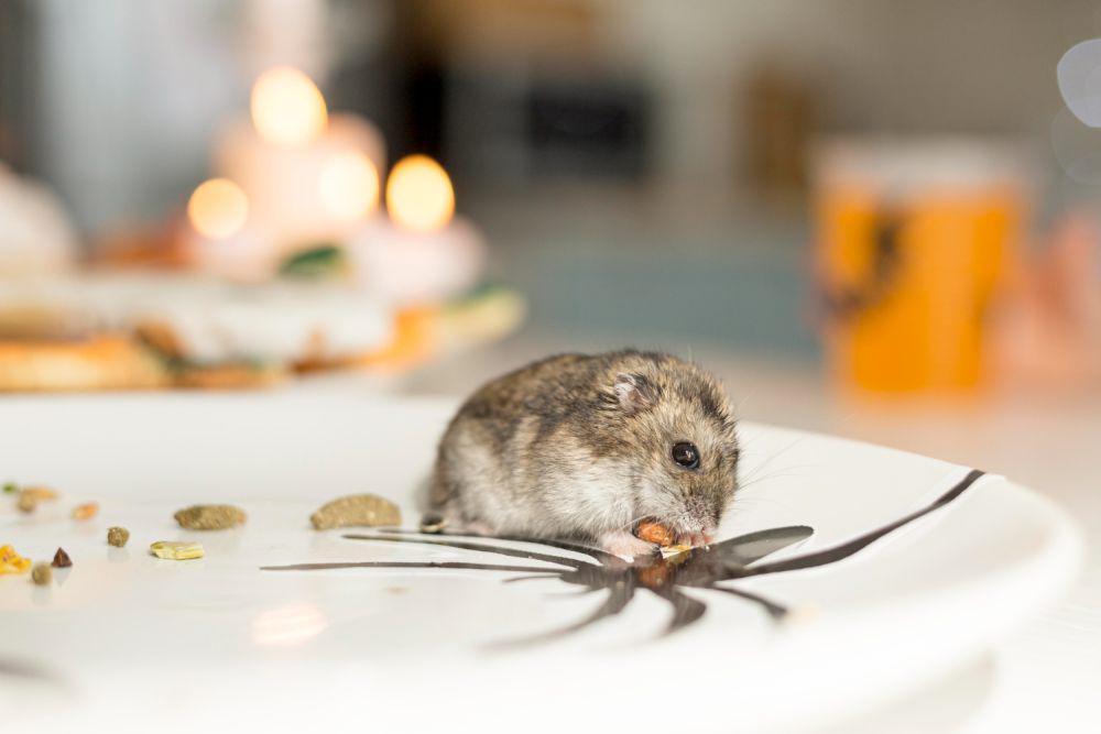 5 Cara Alami Usir Tikus dari Rumah Tanpa Racun, Aman Buat Keluarga!