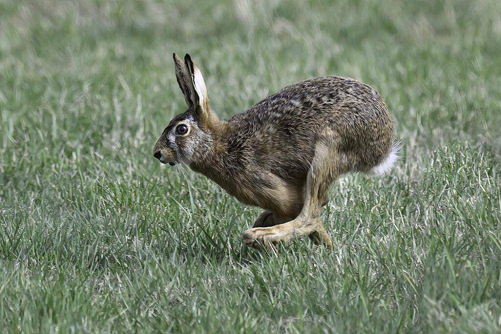 ilustrasi Lepus europaeus (commons.wikimedia.org/Bengt Nyman)