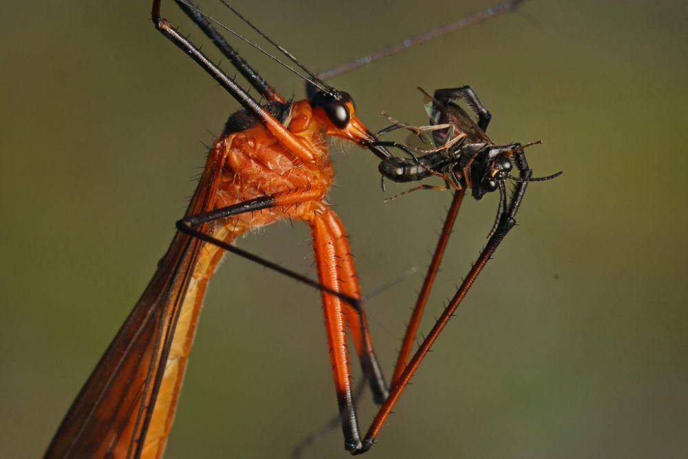 ilustrasi Harpobittacus australis (inaturalist.org/connor_margetts)