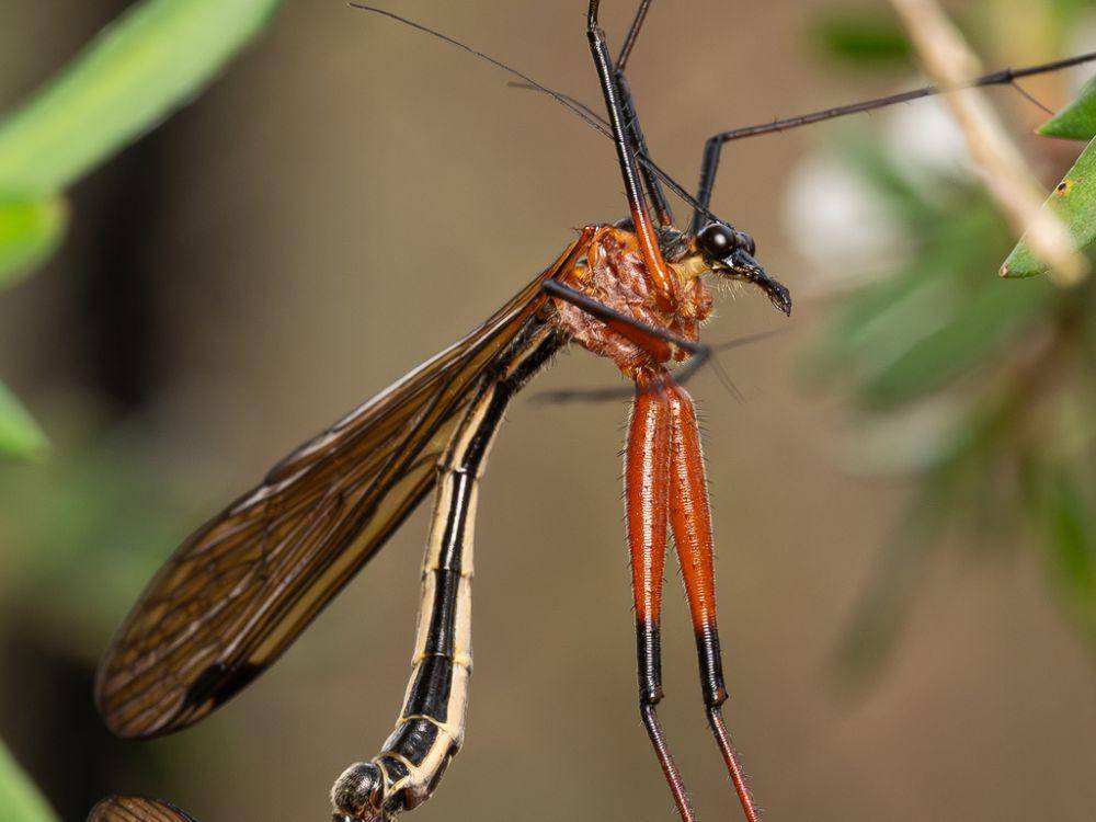ilustrasi Harpobittacus nigriceps (inaturalist.org/matttudor)