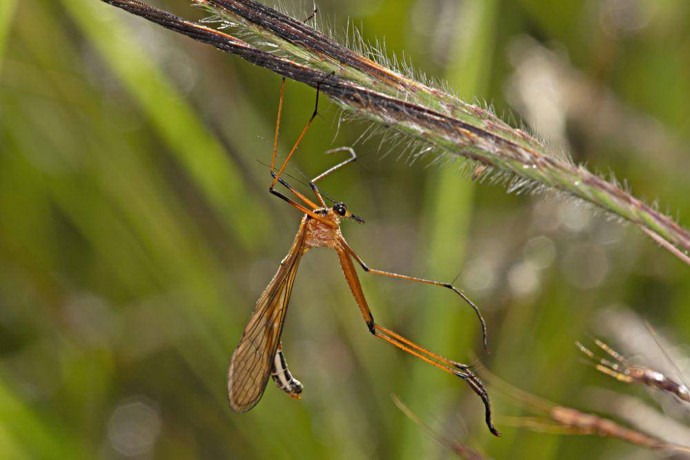 ilustrasi Harpobittacus scheibeli (inaturalist.org/christopherburwell)