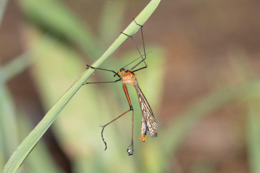 5 Jenis Hangingfly di Dunia, Predator dengan Senjata Kaki Berduri