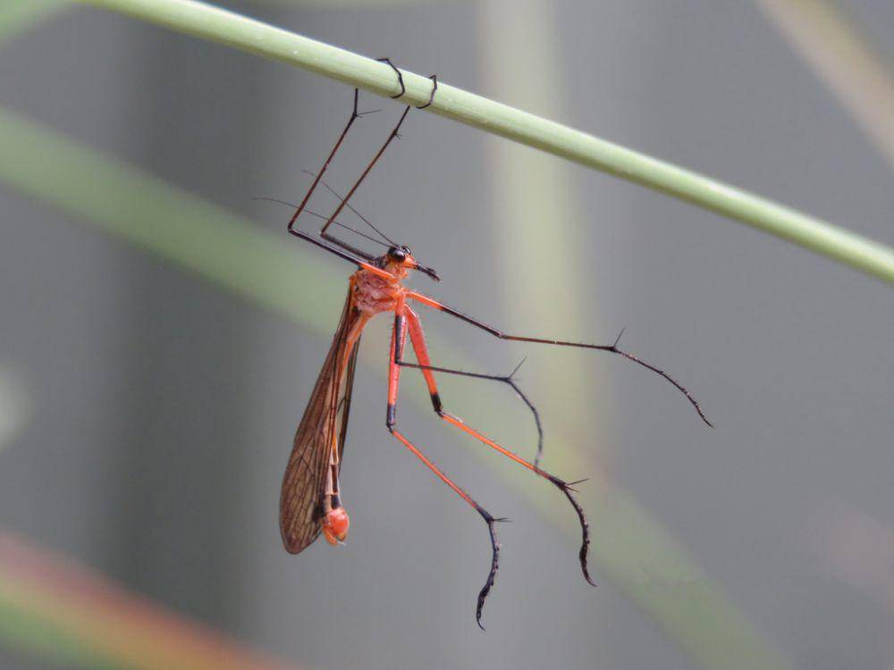 ilustrasi Harpobittacus similis (inaturalist.org/kingia)