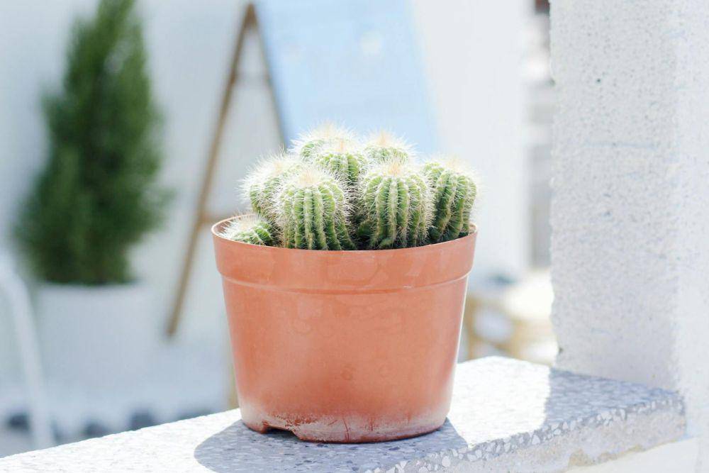 kaktus di bawah sinar matahari (pexels.com/Hải Nguyễn)