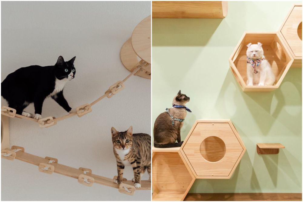 10 Ide Desain Playground Kucing yang Interaktif dan Menyenangkan