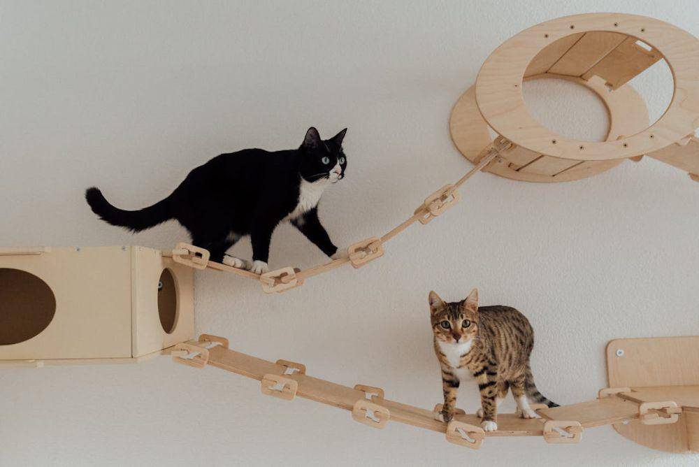 Ilustrasi playground kucing (Pexels.com/Arina Krasnikova)