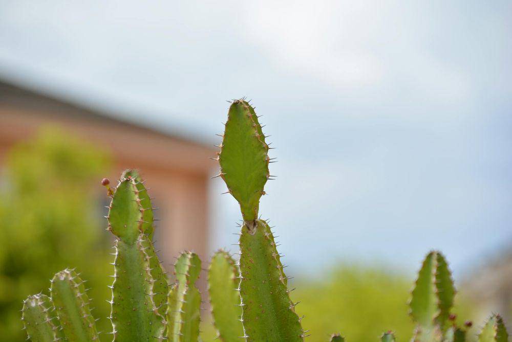 kaktus (pexels.com/David González Jara)