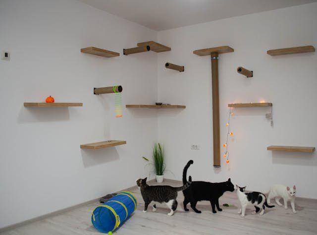 Ilustrasi playground kucing (Pexels.com/NaNa Photography)