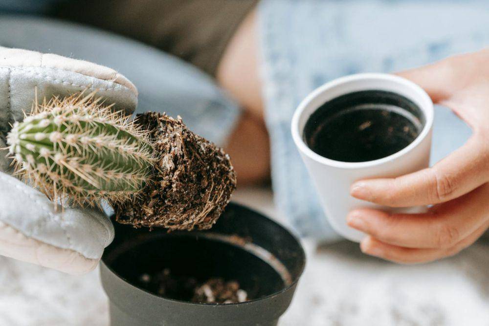 memindahkan kaktus ke pot baru (pexels.com/Teona Swift)