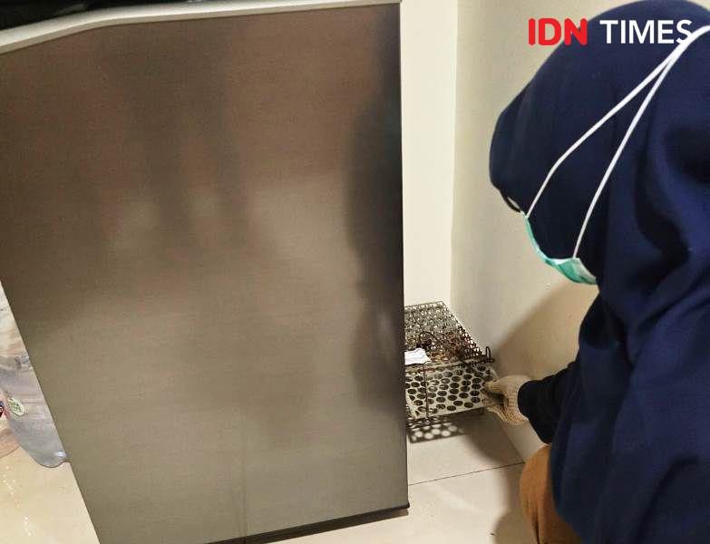Tikus Bikin "Pusing" di IKN, Otorita Lakukan Pengendalian Massal