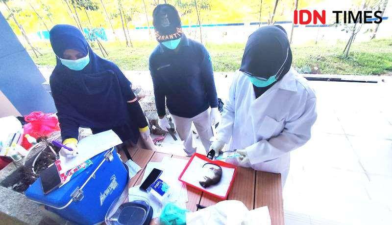 Penelitian tikus yang berhasil ditangkap di kawasan IKN (IDN Times/Ervan)