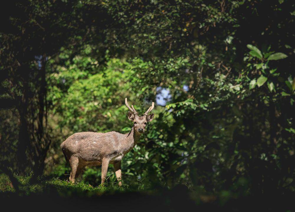 potret konservasi flora dan fauna di PT Vale Indonesia (facebook.com/ptvaleindonesia)
