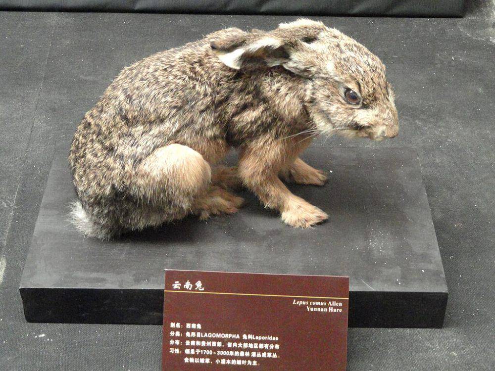 ilustrasi Lepus comus (commons.wikimedia.org/Daderot)