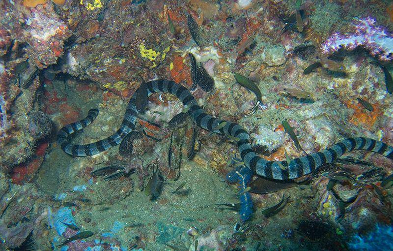 erabu biru yang sedang menjelajahi terumbu karang (commons.wikimedia.org/jon hanson)