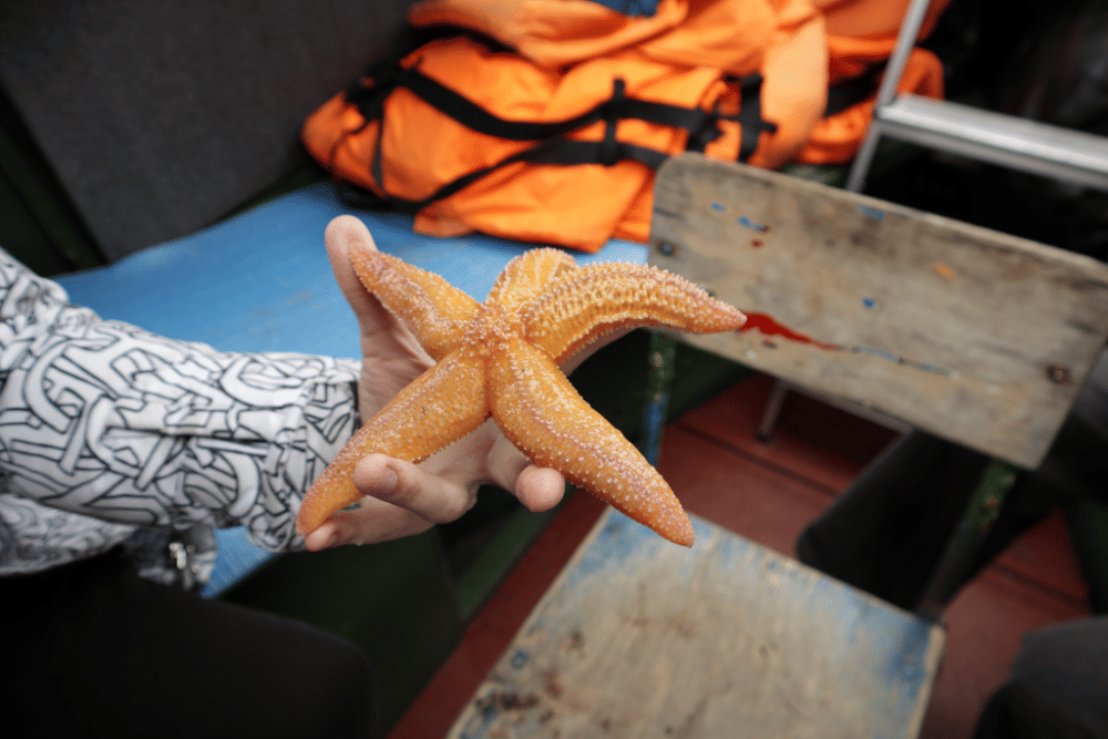 Bintang laut biasa (commons.wikimedia.org/Kristian Larsen)