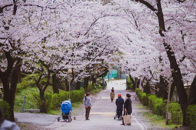 Potret bunga sakura bermekaran di wilayah Anyang, Gyeonggi-do, South Korea (unsplash.com/te_rua)