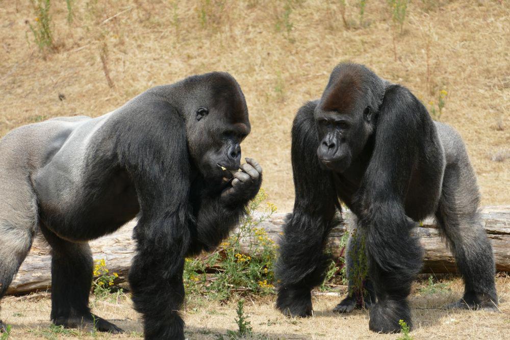 Gorila vs Buaya, Siapa yang Akan Menang dalam Pertarungan?