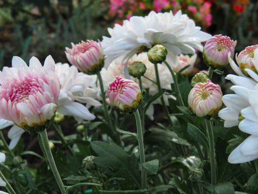 ilustrasi tanaman bunga chrysanthemum (unsplash.com/Anastasiya Romanova)