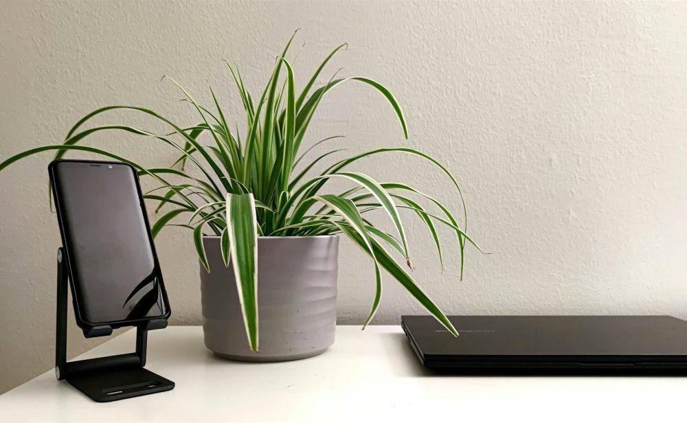 ilustrasi tanaman spider plant (unsplash.com/Wahid Sadiq)