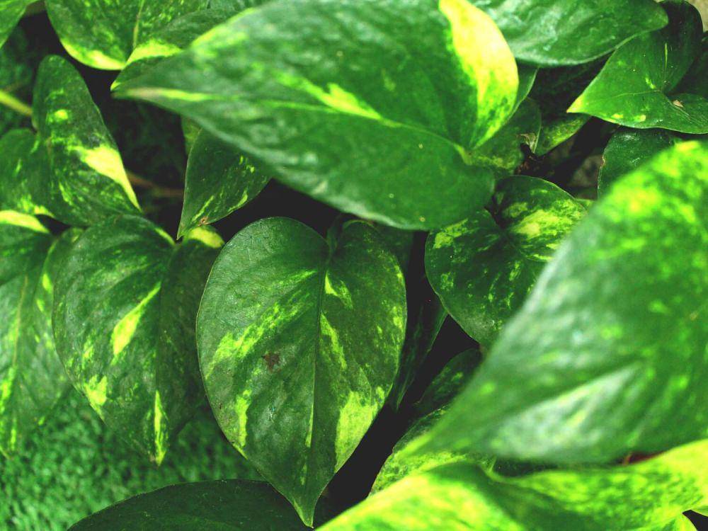 ilustrasi tanaman golden pothos (vecteezy.com/Setya Restu Wijaya)
