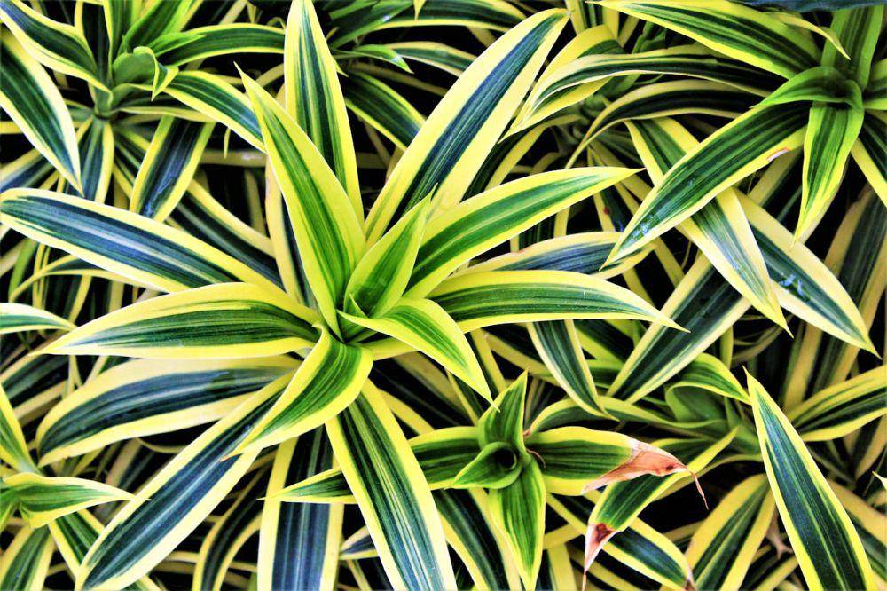 ilustrasi tanaman dracaena (pexels.com/Karen F)