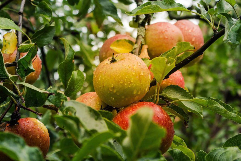 4 Tips Menyimpan Buah Apel Kupas agar Tidak Teroksidasi, Tetap Segar!
