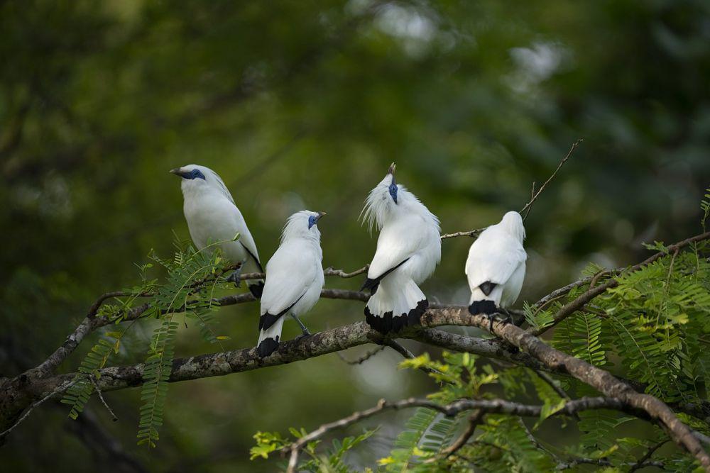 5 Burung Endemik Indonesia yang Punya Penampilan Mencolok