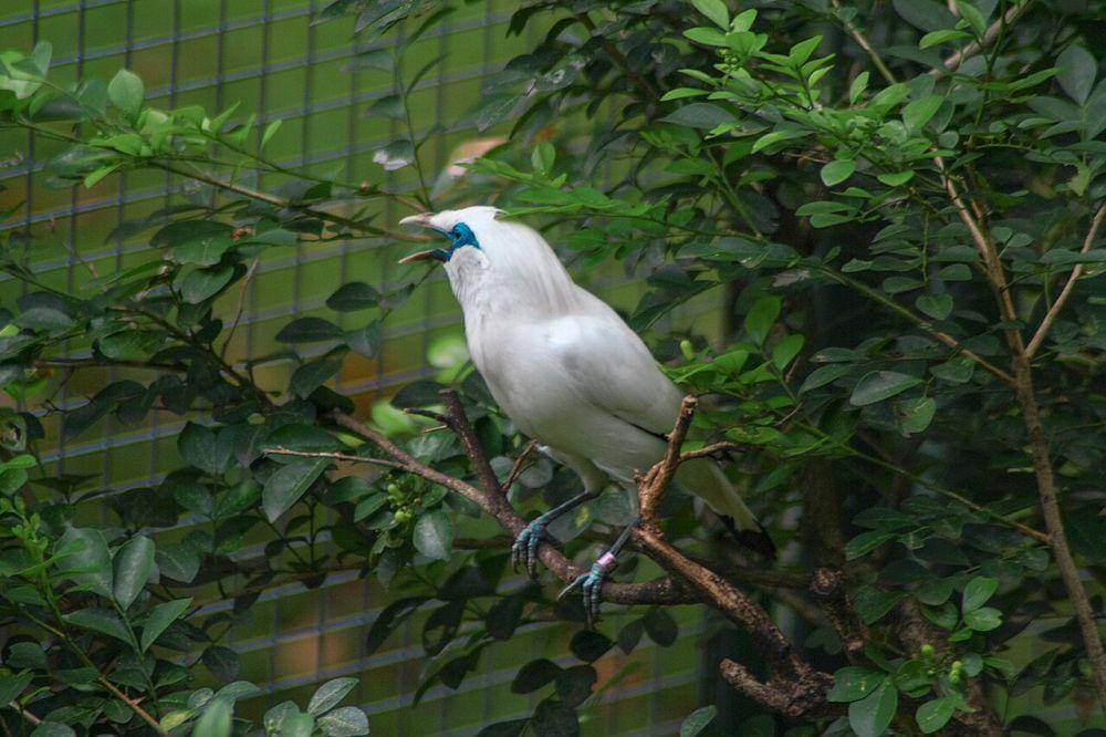 Jalak Bali (commons.wikimedia.org/Myeyes.picture)