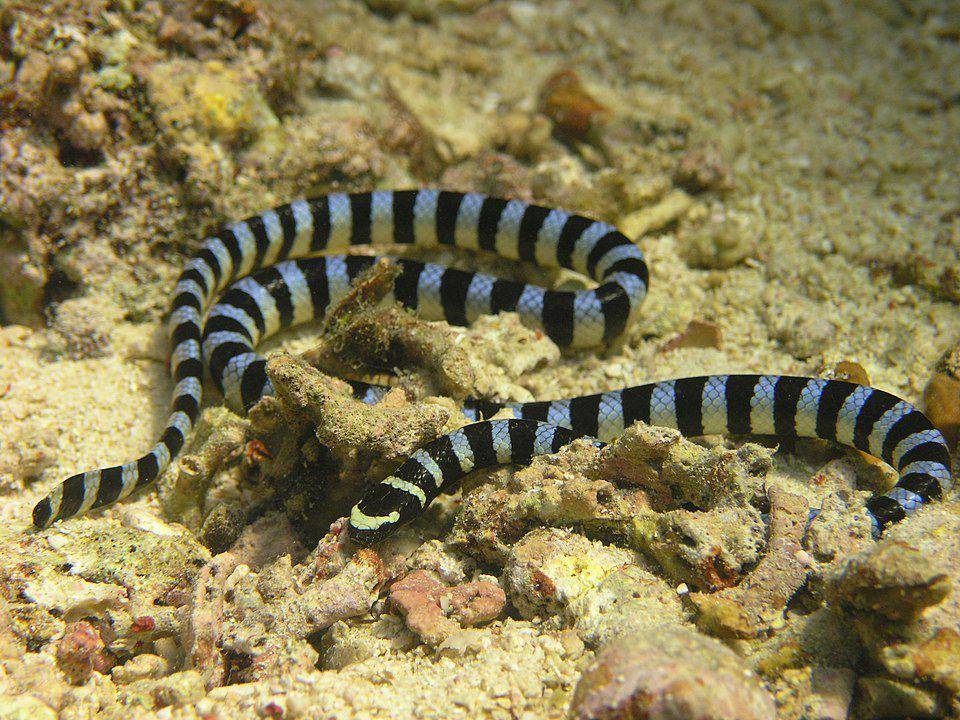erabu biru sedang mencari belut laut di celah karang (commons.wikimedia.org/DAVID)