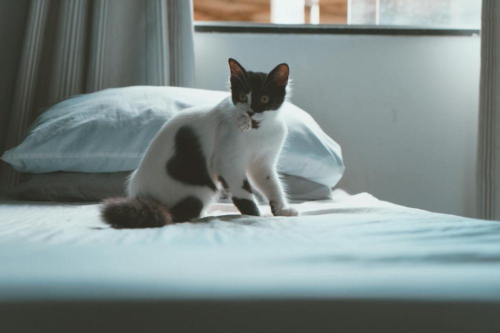 ilustrasi kucing (pexels.com/Lucas Andrade)
