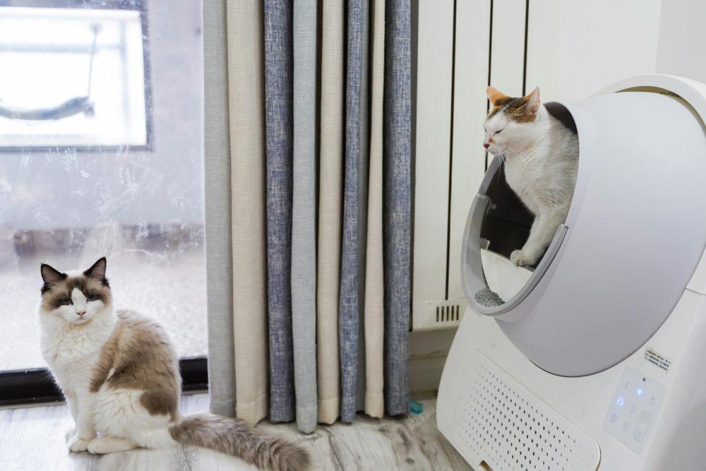 5 Cara Melatih Kucing agar Gak Buang Air Sembarangan
