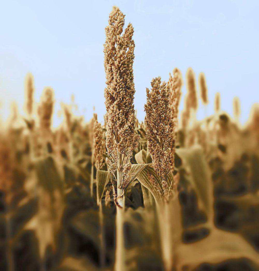 ilustrasi tanaman sorghum (pexels.com/Nitesh Yadav)