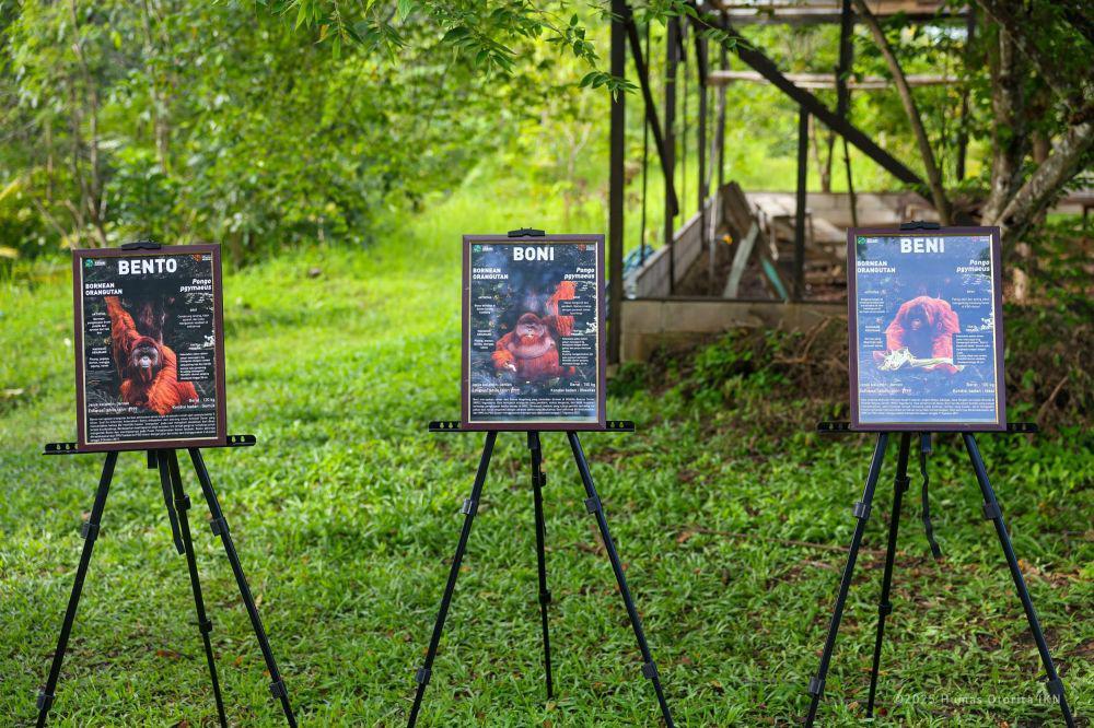 Orangutan Punya Rumah Baru di IKN? Yuk Cek ini Dia Pulau Kelawasan!