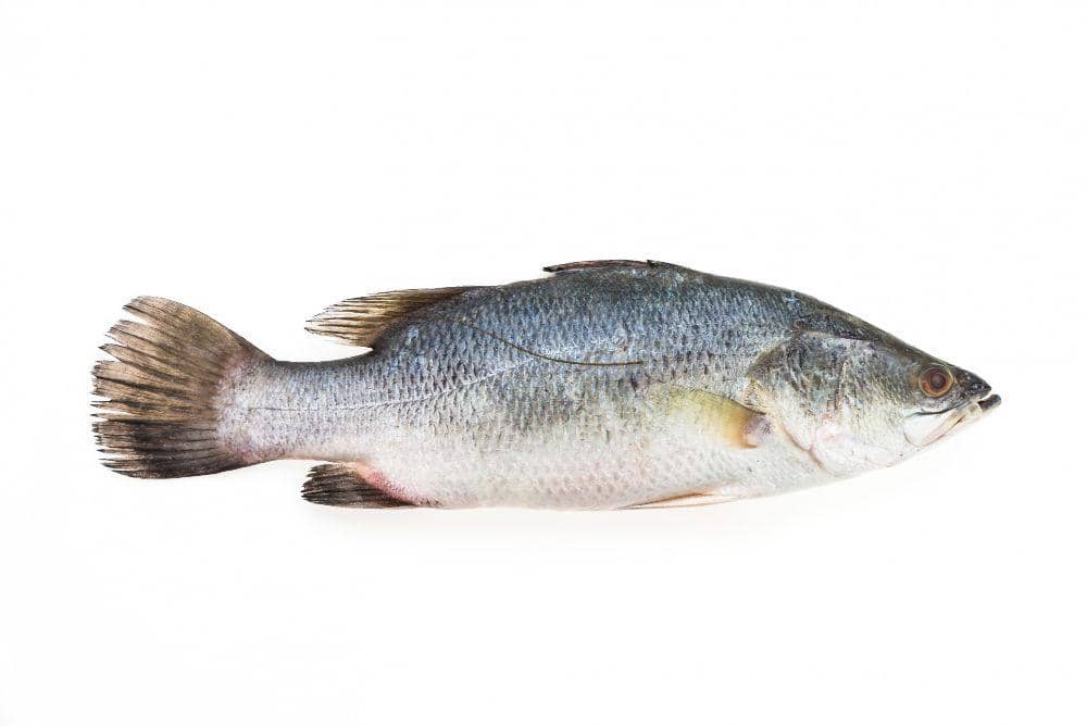 ilustrasi ikan patin
