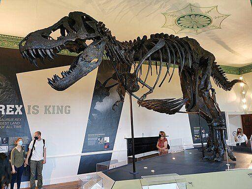 Dinosaurus Trex - commons.wikimedia.org/Mgiganteus1