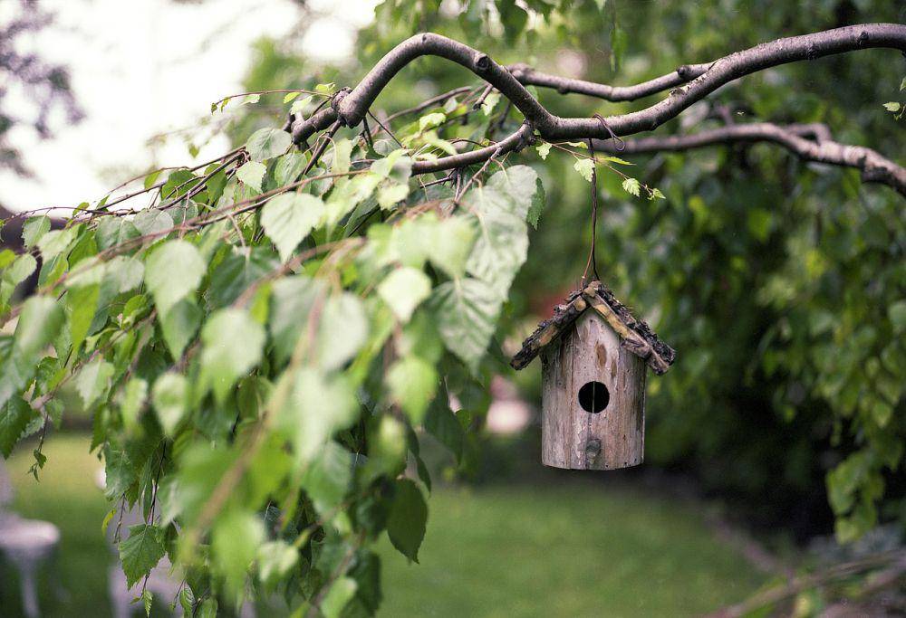 Rumah burung (pixabay.com/brenkee)