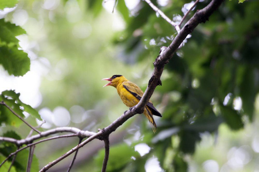 7 Cara Biar Burung Datang Sendiri ke Rumahmu
