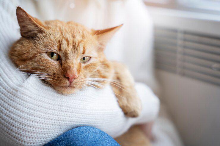 5 Kebiasaan Pemilik yang Bikin Kucing Rentan Sakit, Harus Dihindari