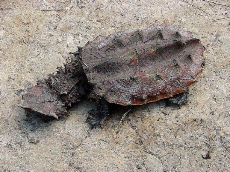 5 Fakta Menarik Matamata Turtle, Kura-Kura yang Tubuhnya Penuh Kutil
