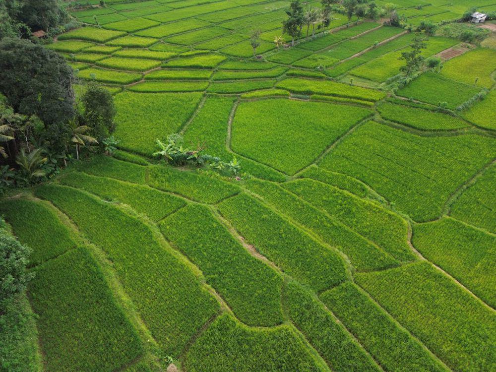 5 Tanaman yang Menghambat Pertumbuhan Tanaman Sekitarnya