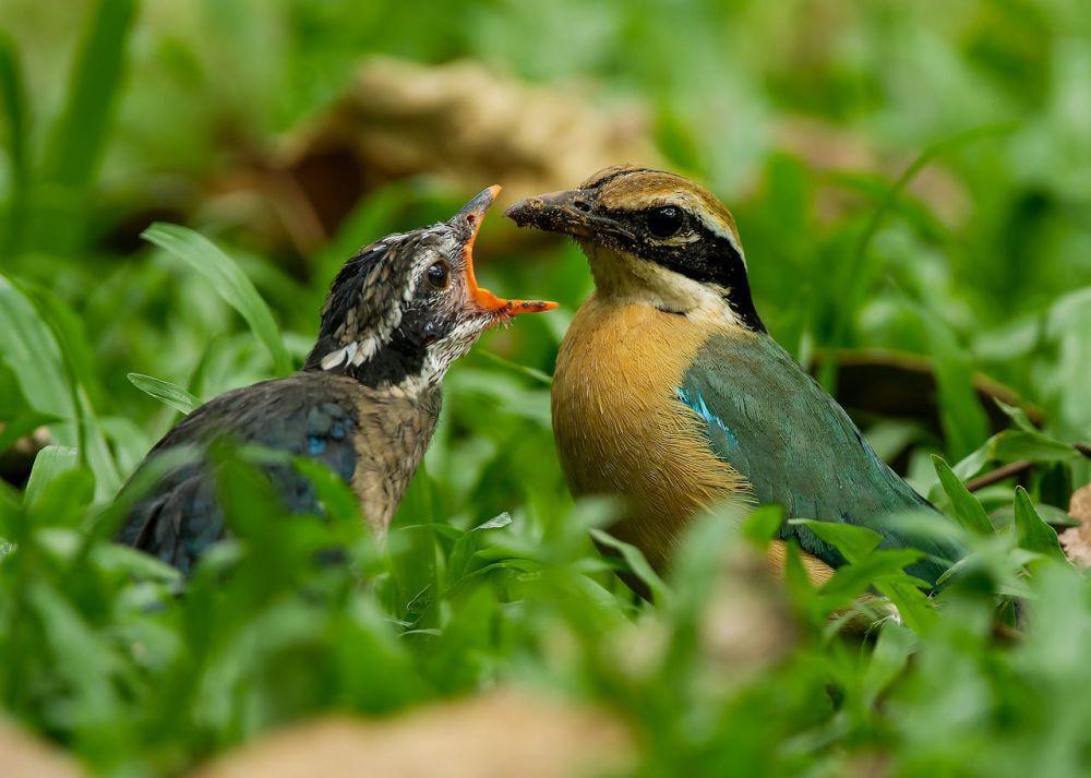 4 Burung yang Memberi Makan Anaknya dengan Cara Unik