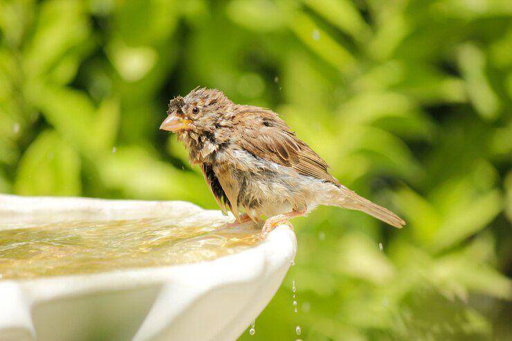 Birdbath (freepik.com/wirestock)