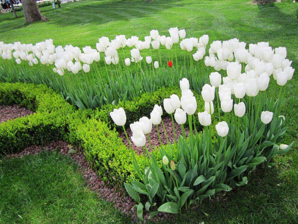 potret bunga tulip (dok.pribadi/Gusti Nur Iwari)