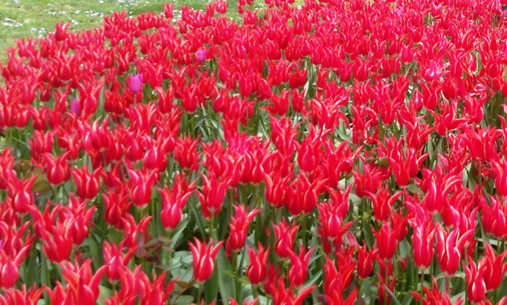 potret bunga tulip (dok.pribadi/Gusti Nur Iwari)