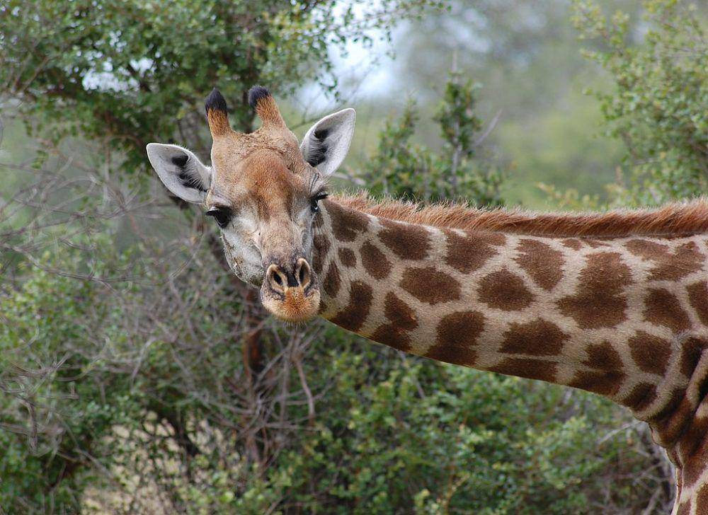 Jerapah (commons.wikimedia.org/safaritravelplus)