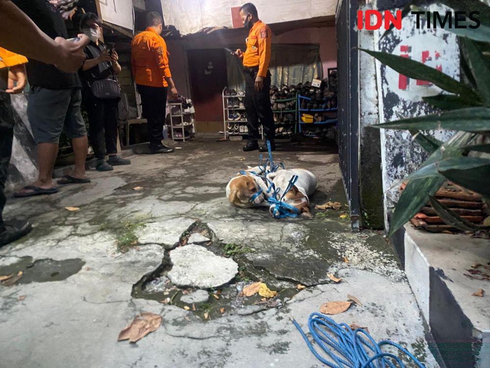 9 Anjing yang Gigit Jenazah di Surabaya Diadopsi usai Dipulihkan
