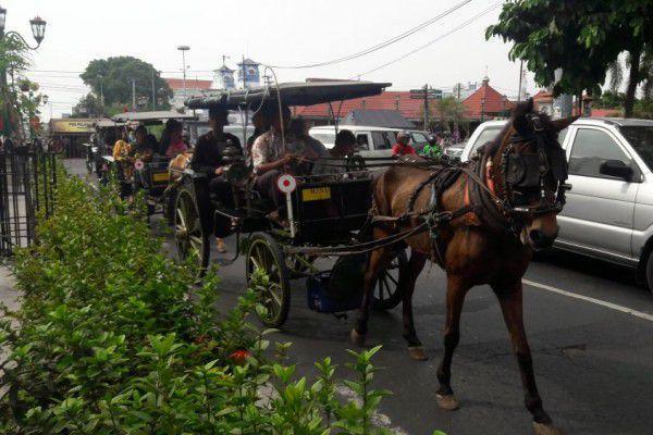 Hasto Fokus Penataan Parkir Andong Sebelum Pakaikan Popok ke Kuda